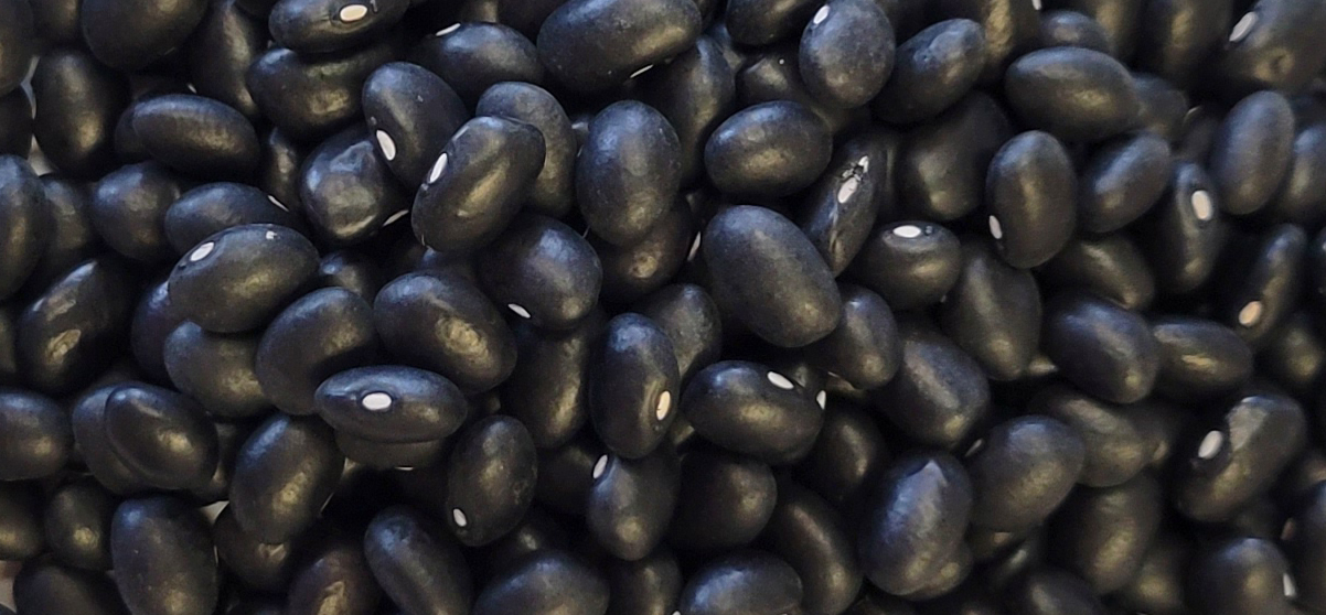 Our black bean seeds offer a high yield & early maturity.
