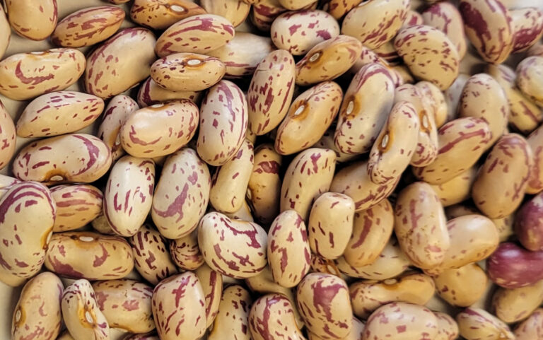 Photo of cranberry beans.