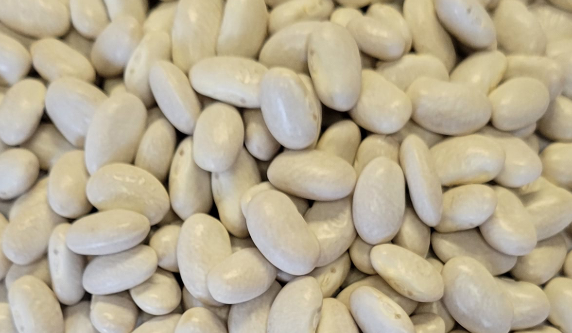 Picture of great northern bean seeds.