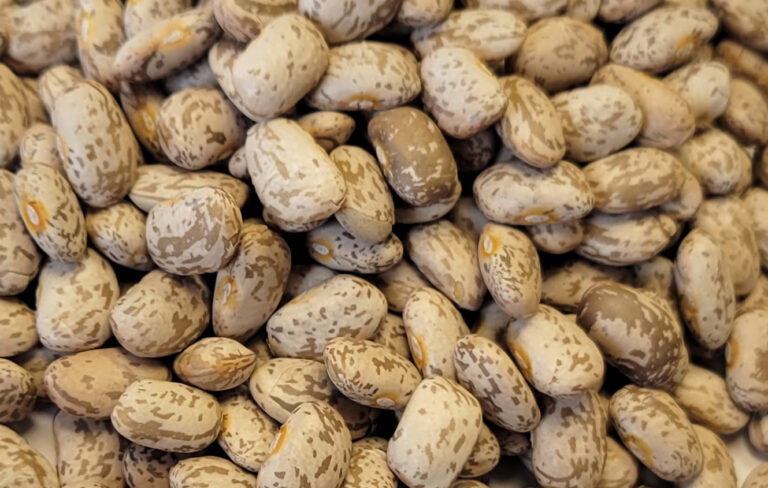 Picture of pinto beans.