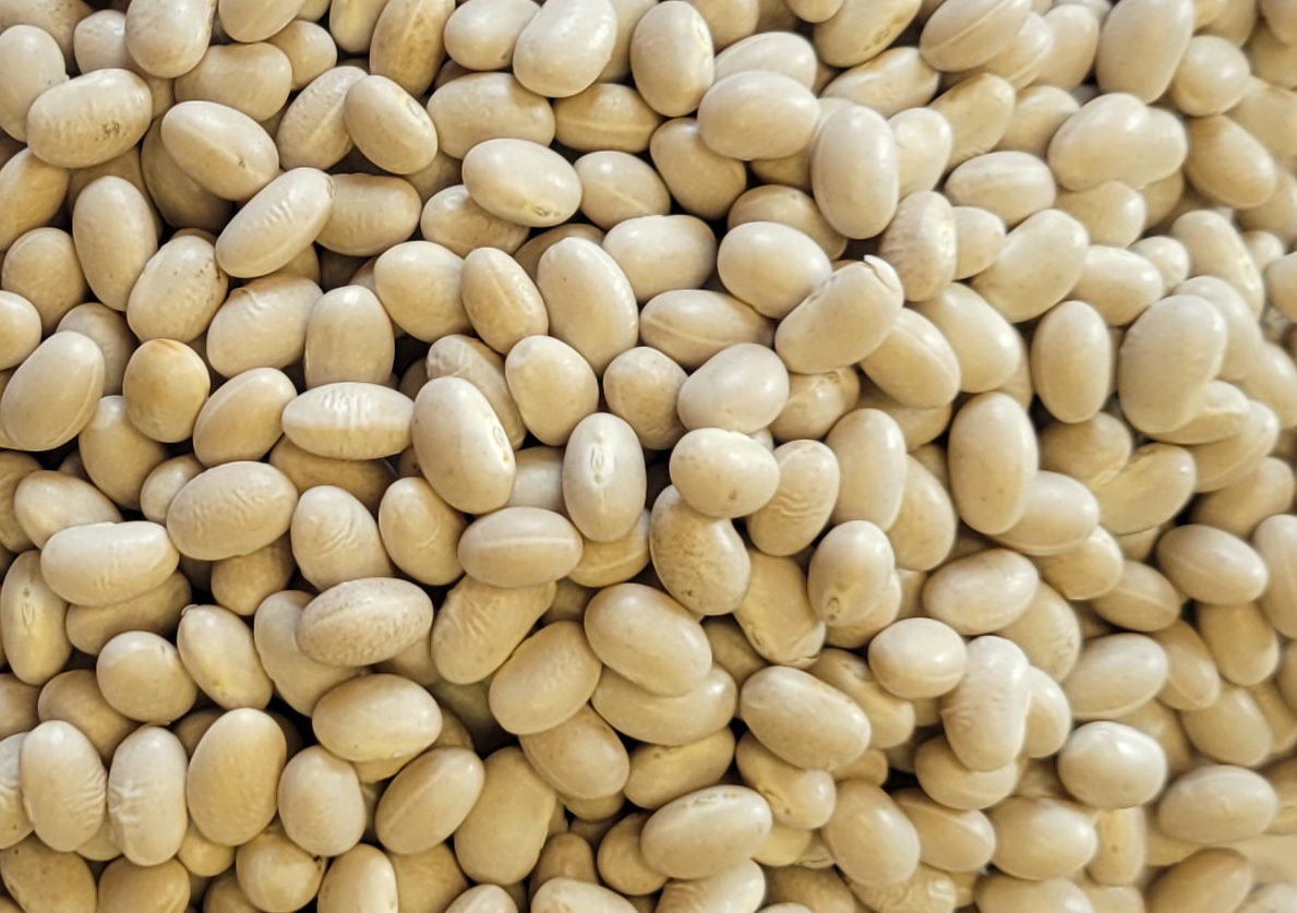 Navy bean seeds are fast growing and high yielding.