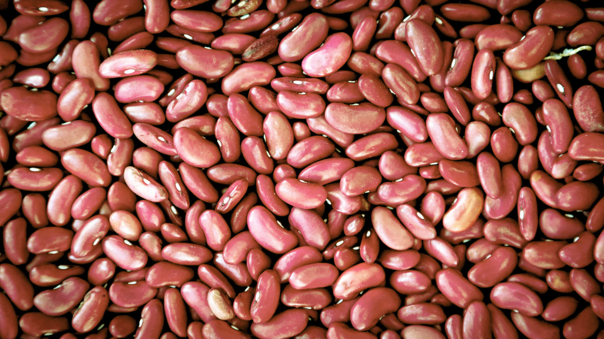 Photo of light red kidney beans.